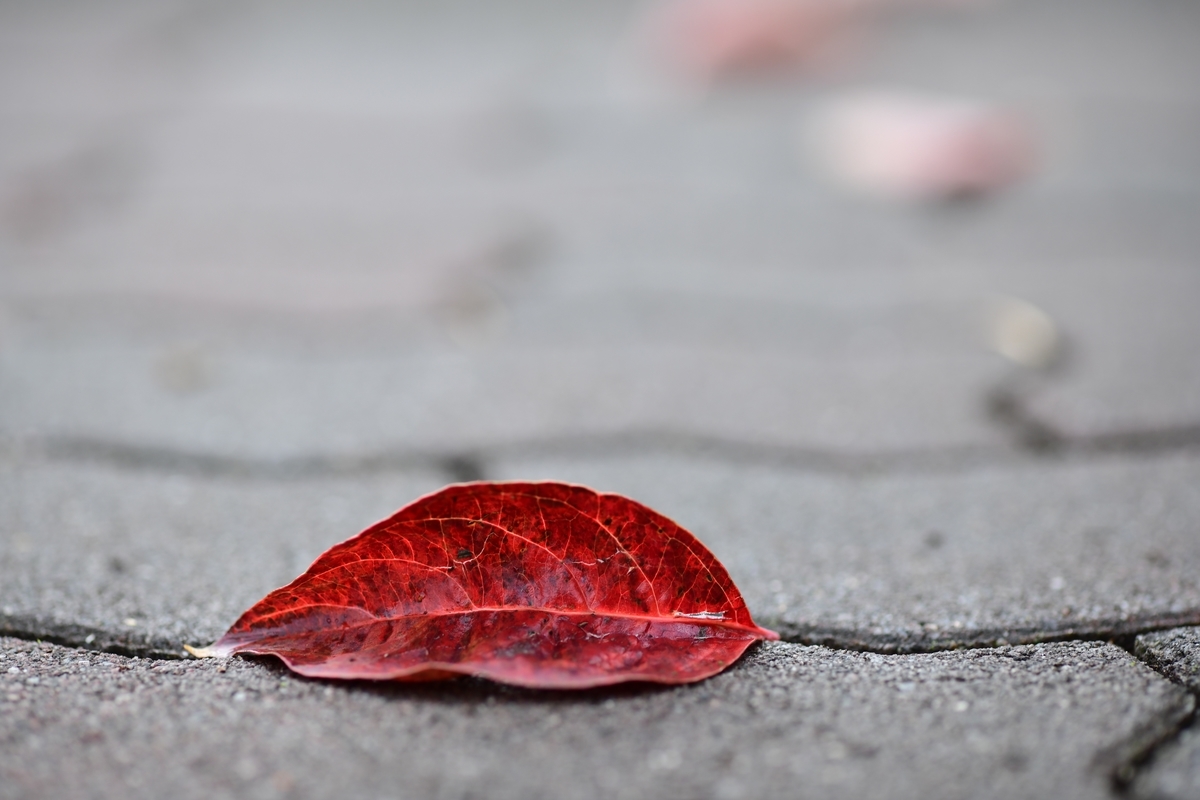 f:id:tatsumo77:20191111220043j:plain