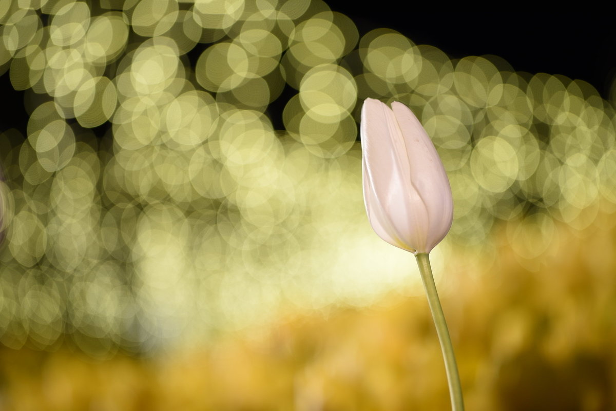 f:id:tatsumo77:20191119180022j:plain