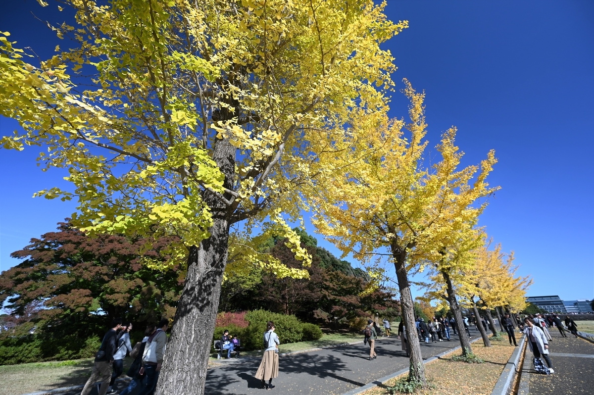 f:id:tatsumo77:20191120011424j:plain