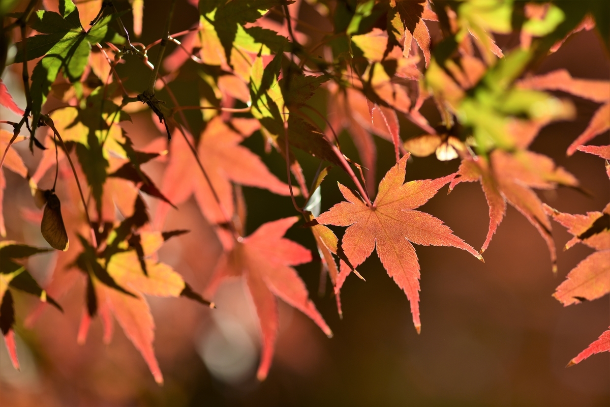 f:id:tatsumo77:20191120013650j:plain