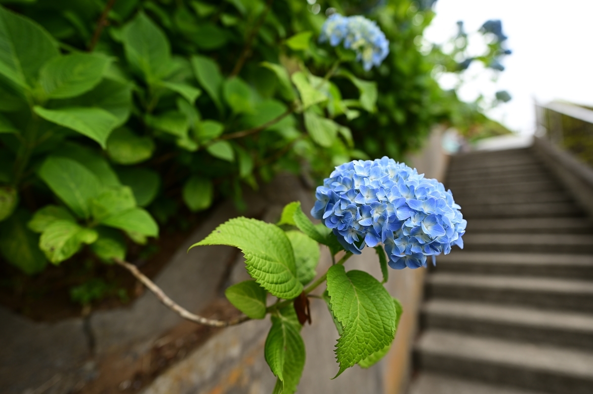 f:id:tatsumo77:20200608215213j:plain