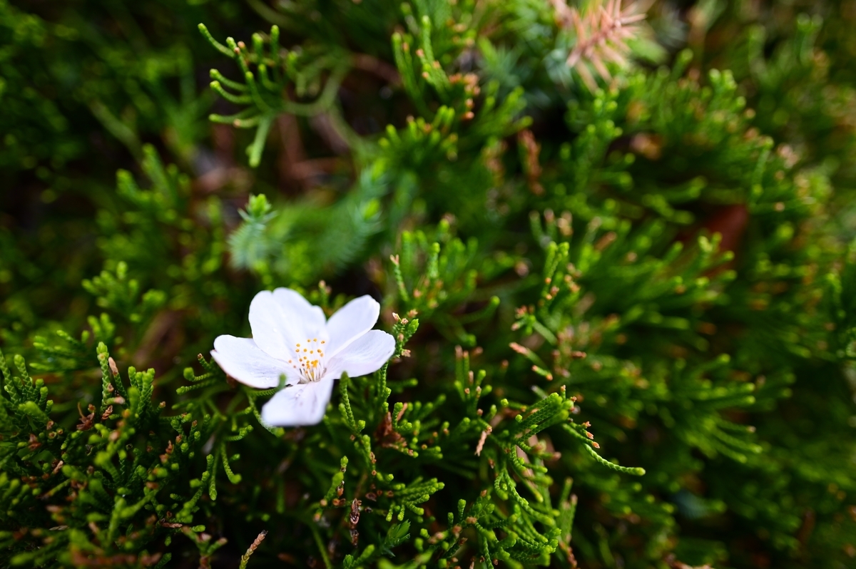 f:id:tatsumo77:20200618202341j:plain