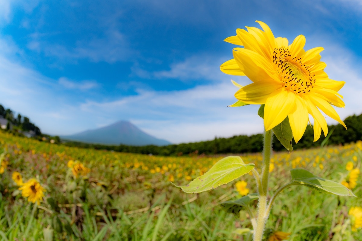 f:id:tatsumo77:20200820204801j:plain