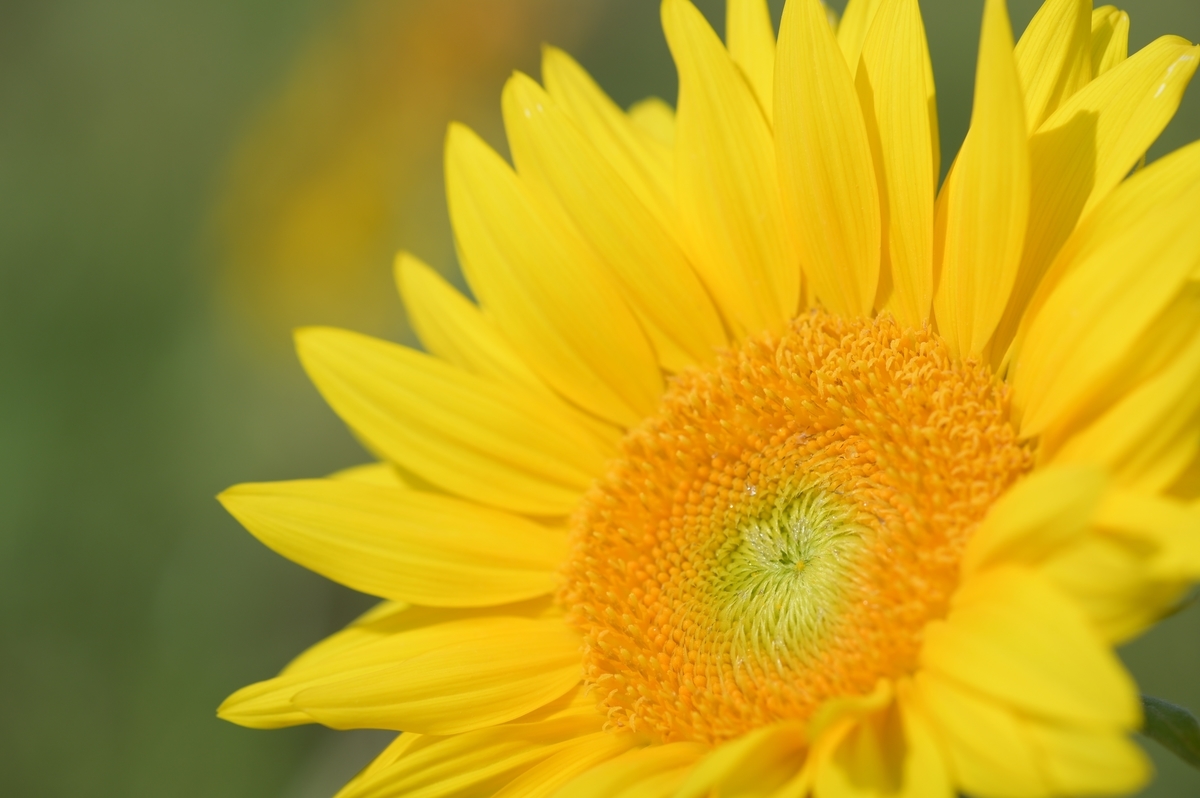 f:id:tatsumo77:20200820205207j:plain