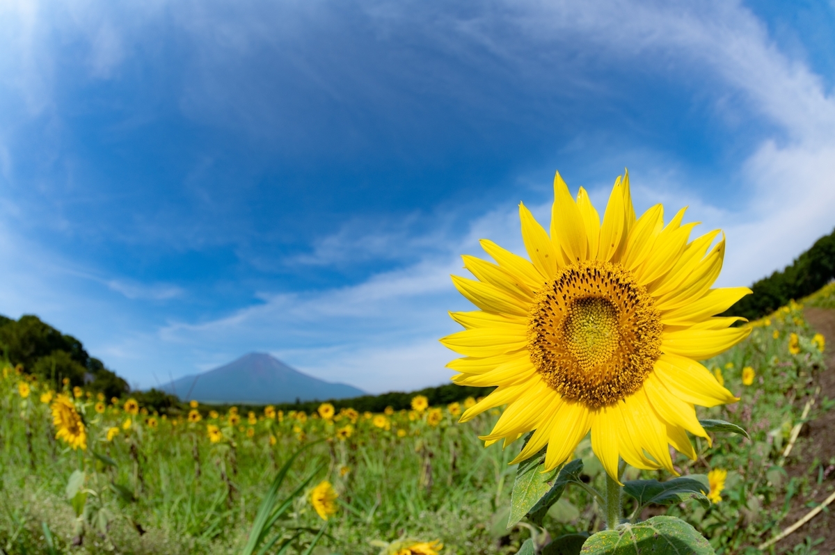 f:id:tatsumo77:20200908081415j:plain f:id:tatsumo77:20200908081415j:plain
