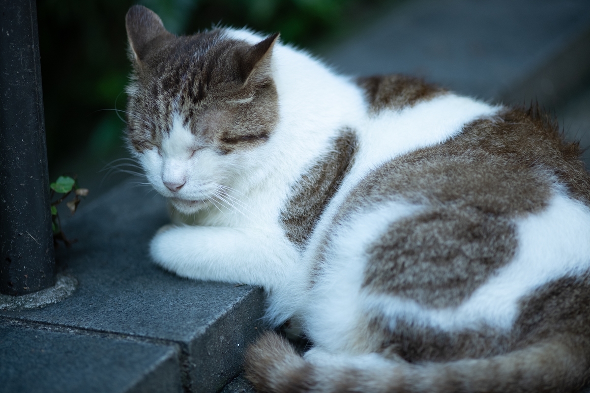 f:id:tatsumo77:20200925223628j:plain f:id:tatsumo77:20200925223628j:plain