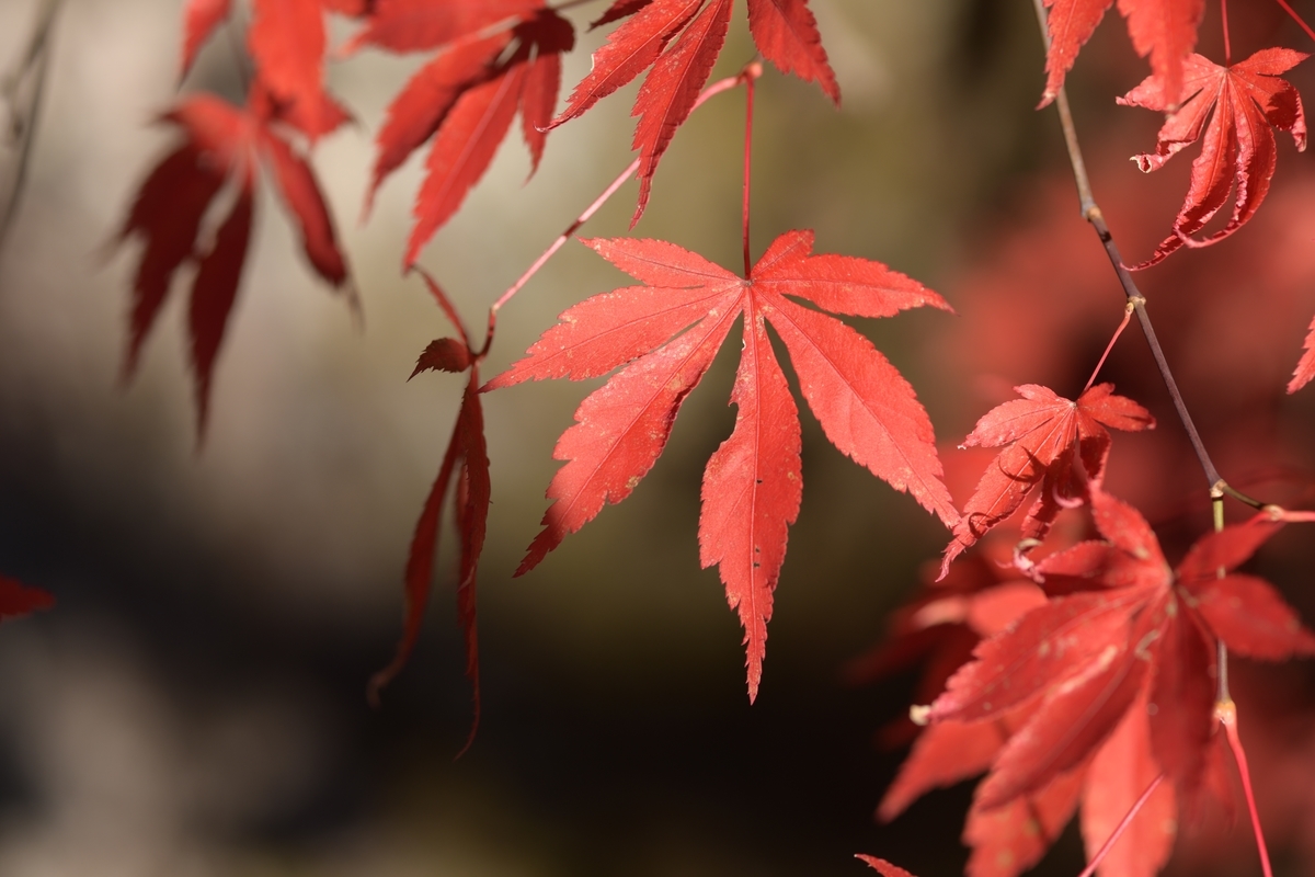 f:id:tatsumo77:20201130075031j:plain