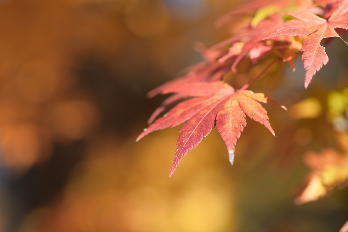 f:id:tatsumo77:20201130075109j:plain