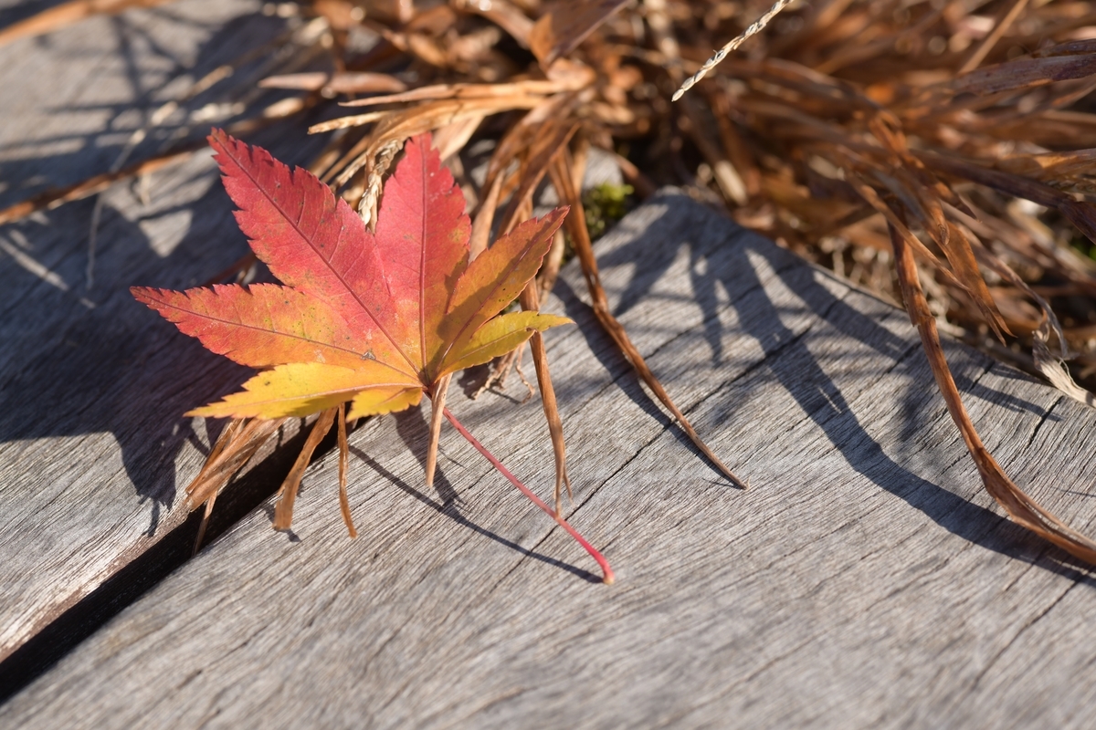 f:id:tatsumo77:20201130075144j:plain