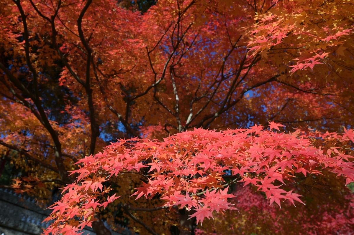 f:id:tatsumo77:20201214233458j:plain