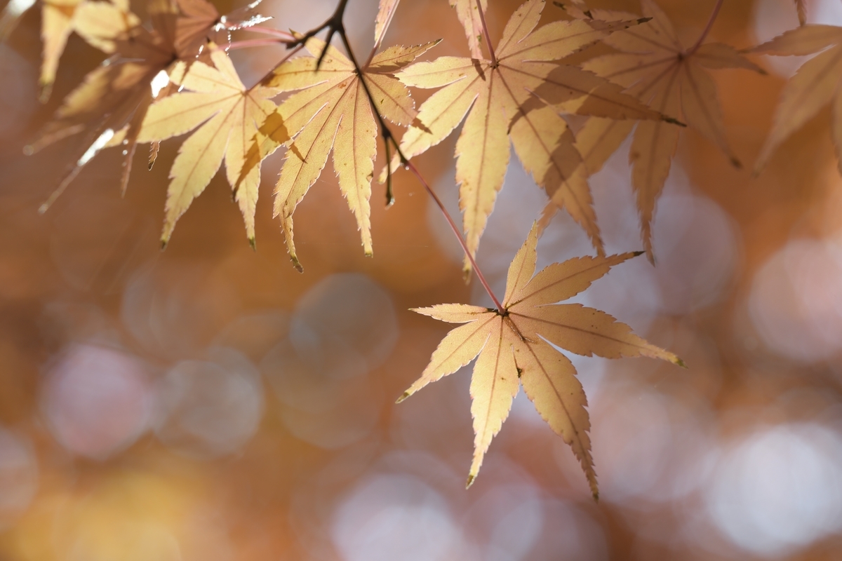 f:id:tatsumo77:20201214233648j:plain