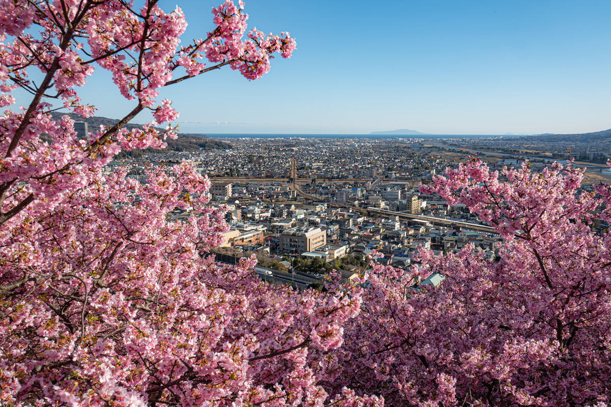 河津桜×富士山2021 〜その①〜 - Circulation - Camera