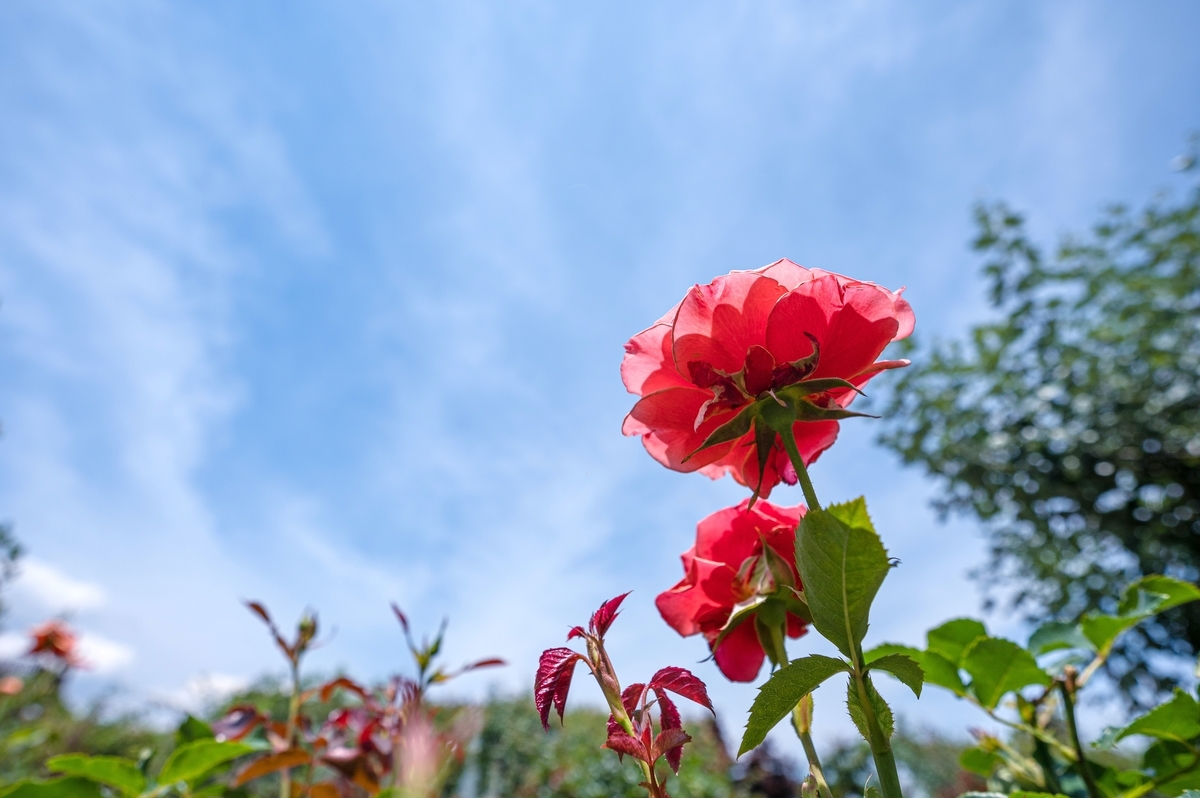 f:id:tatsumo77:20210625172318j:plain