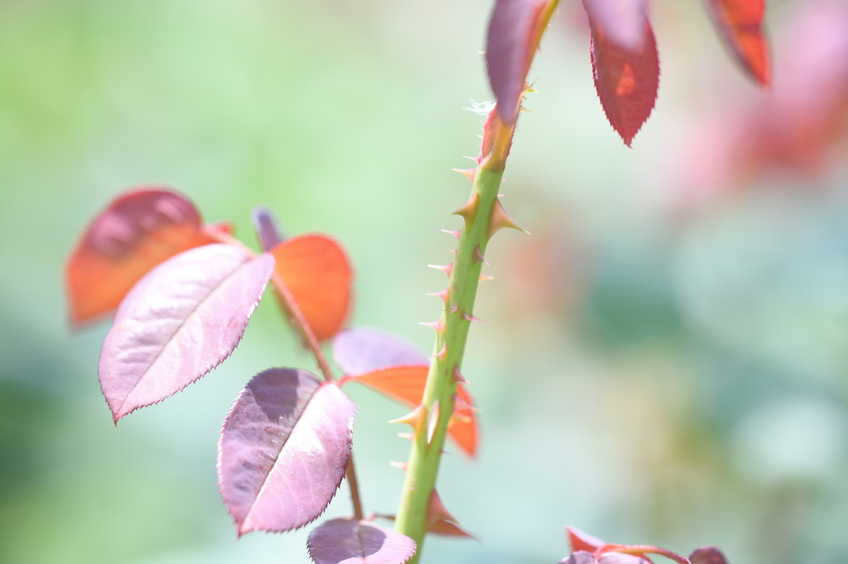 f:id:tatsumo77:20210625172441j:plain