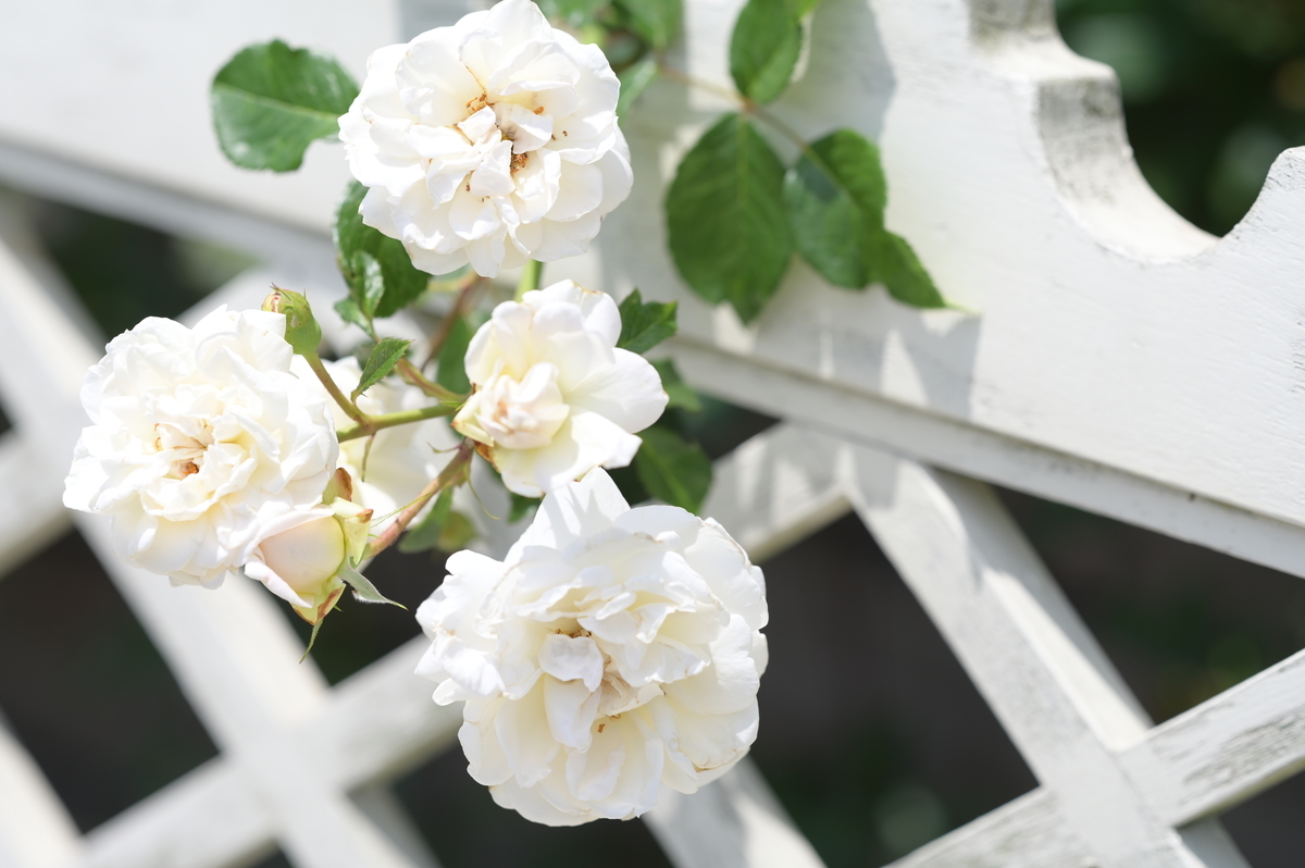 f:id:tatsumo77:20210625172620j:plain