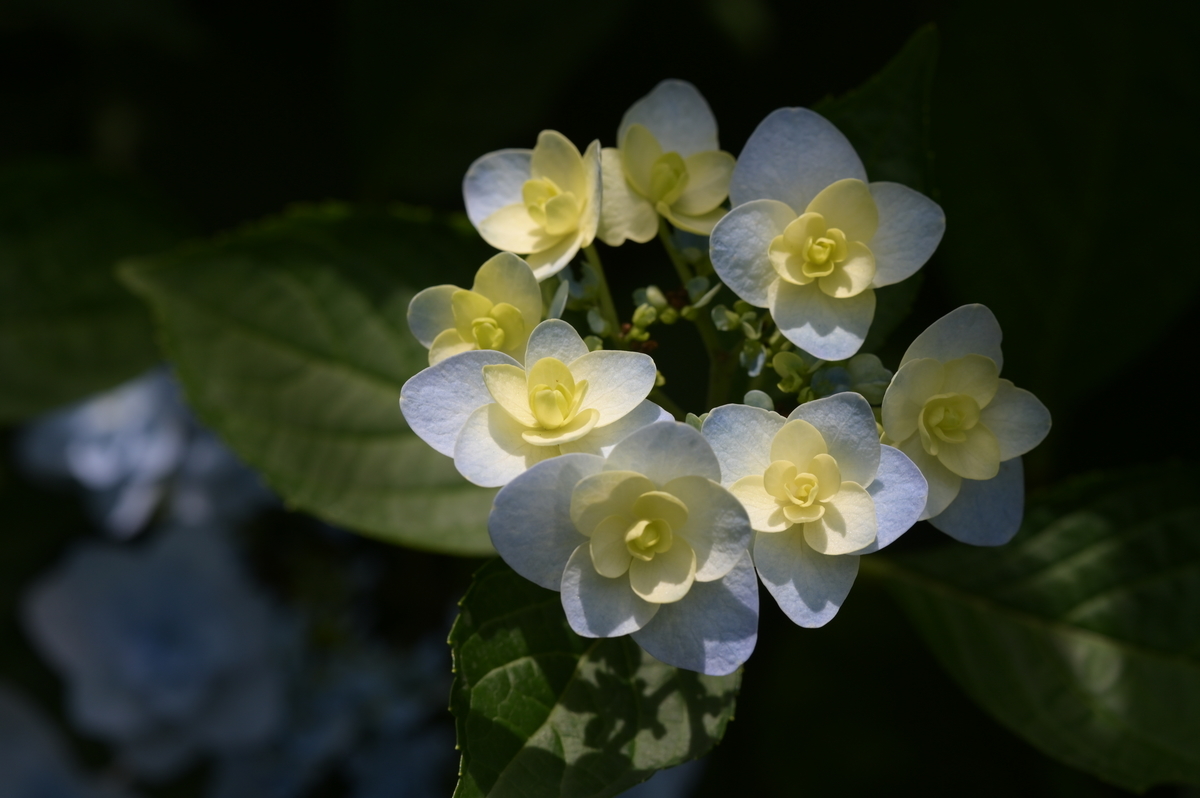 f:id:tatsumo77:20210625172813j:plain