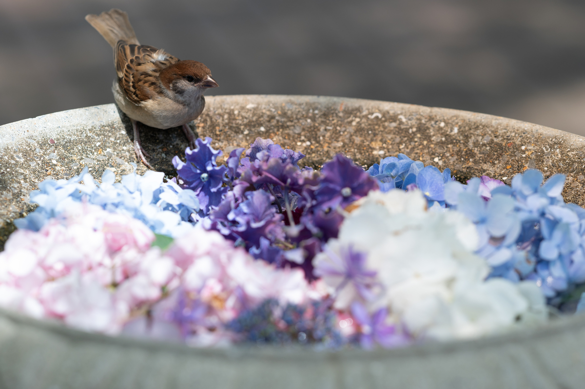 f:id:tatsumo77:20210625172916j:plain