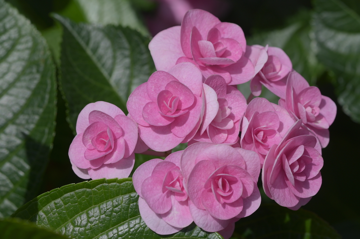 f:id:tatsumo77:20210625173135j:plain