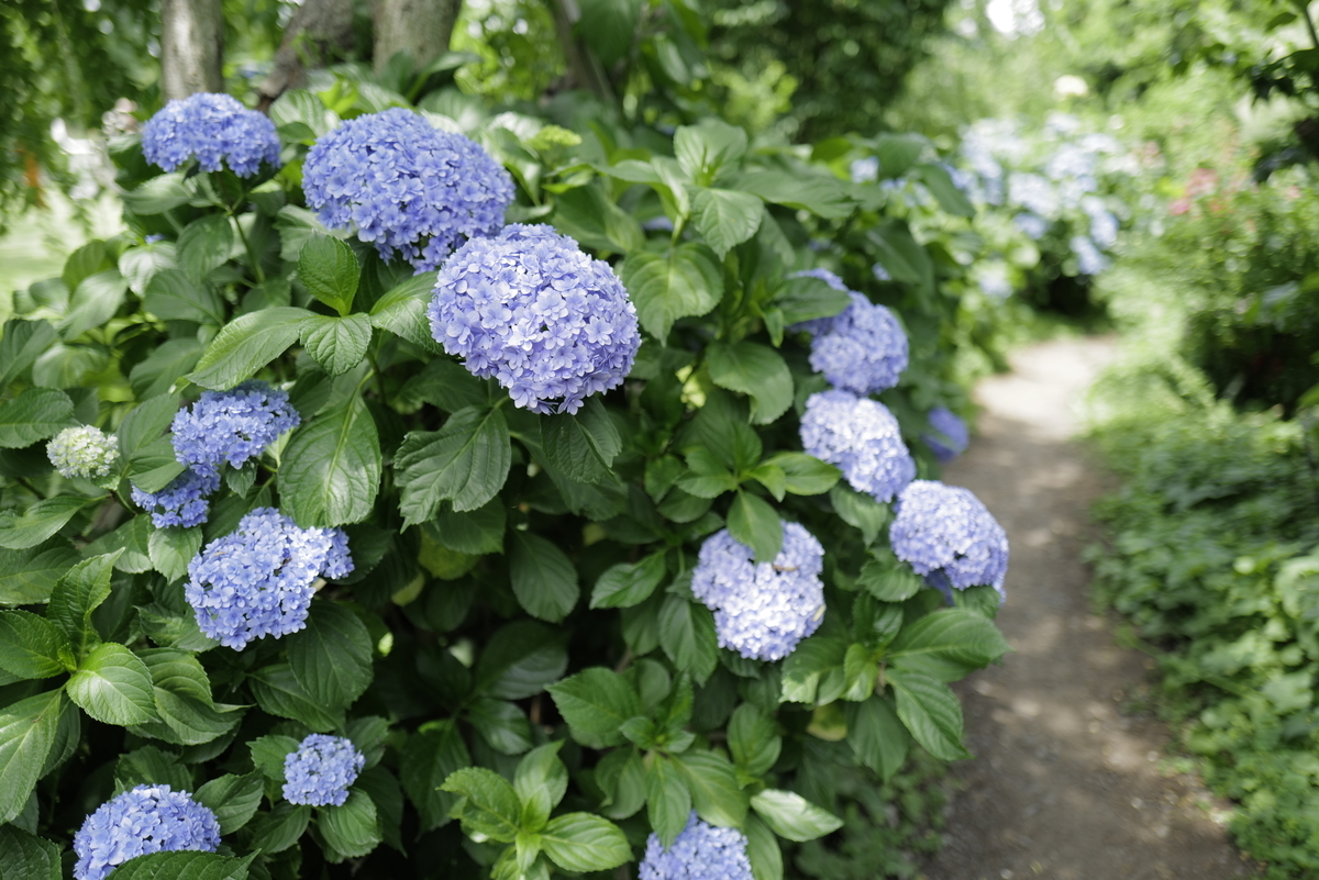 f:id:tatsumo77:20210629042623j:plain