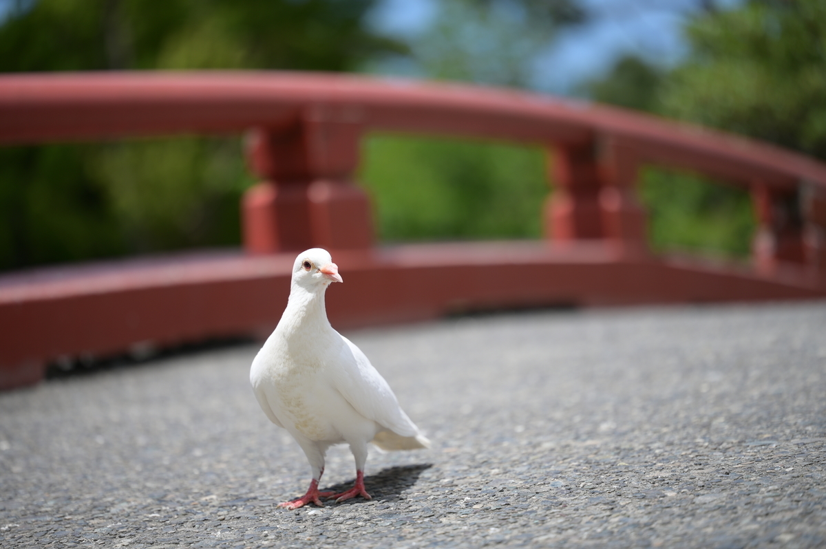 f:id:tatsumo77:20210722073956j:plain