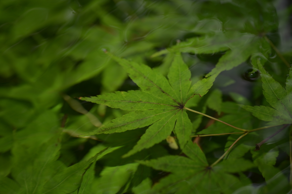 f:id:tatsumo77:20210726232930j:plain