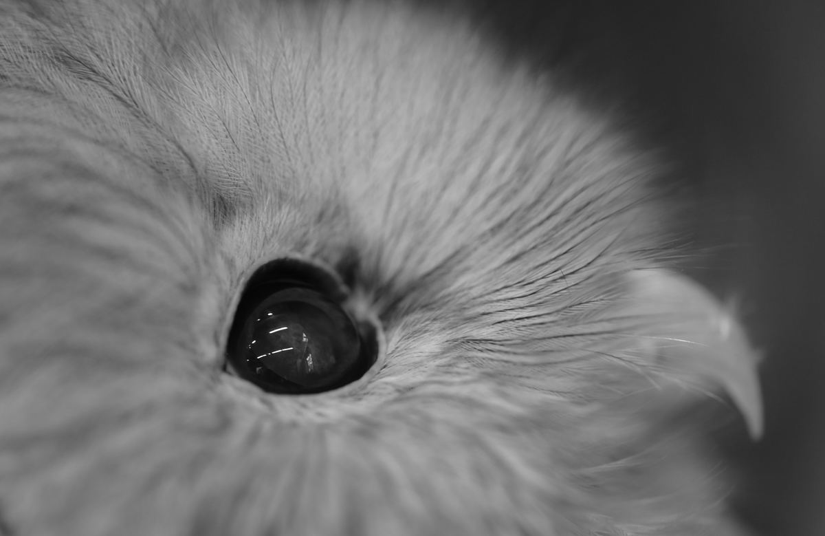 f:id:tatsumo77:20210727083537j:plain