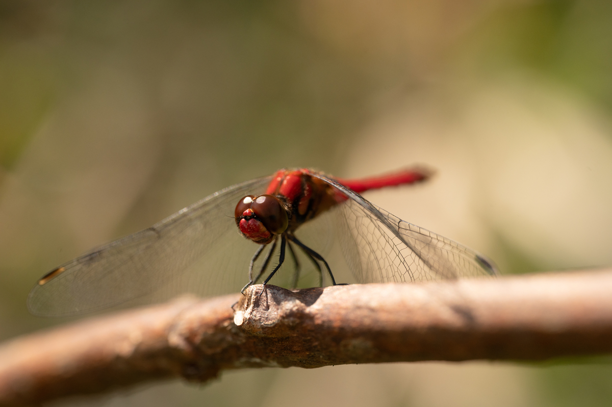 f:id:tatsumo77:20211107013825j:plain