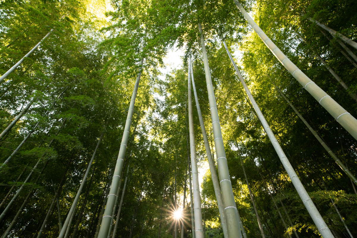 f:id:tatsumo77:20211129220405j:plain