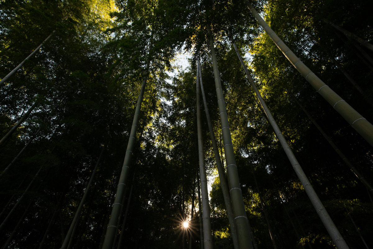 f:id:tatsumo77:20211129220431j:plain