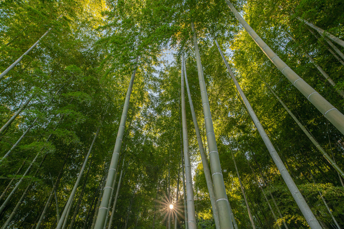 f:id:tatsumo77:20211129220555j:plain