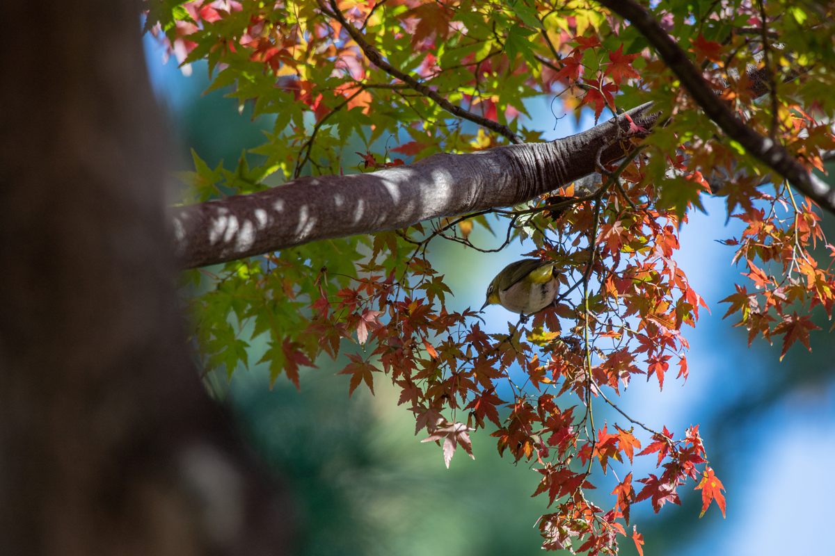 f:id:tatsumo77:20211204083142j:plain