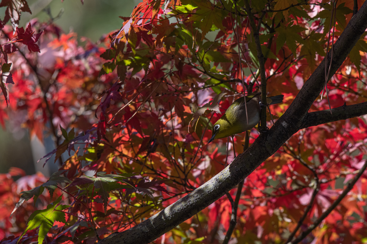 f:id:tatsumo77:20211204083324j:plain