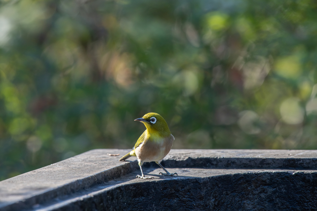 f:id:tatsumo77:20211204083355j:plain