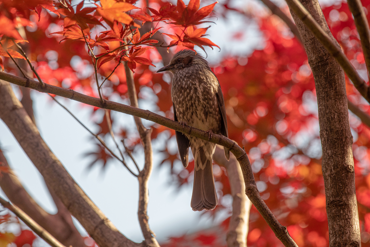 f:id:tatsumo77:20211204083431j:plain