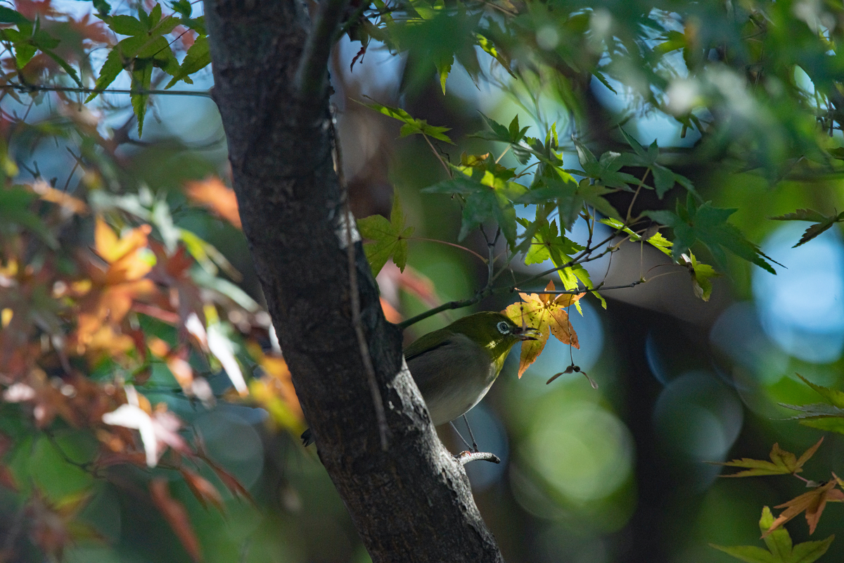 f:id:tatsumo77:20211204083914j:plain