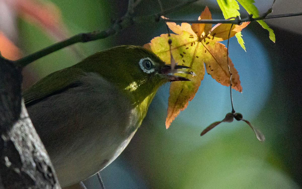 f:id:tatsumo77:20211204084005j:plain