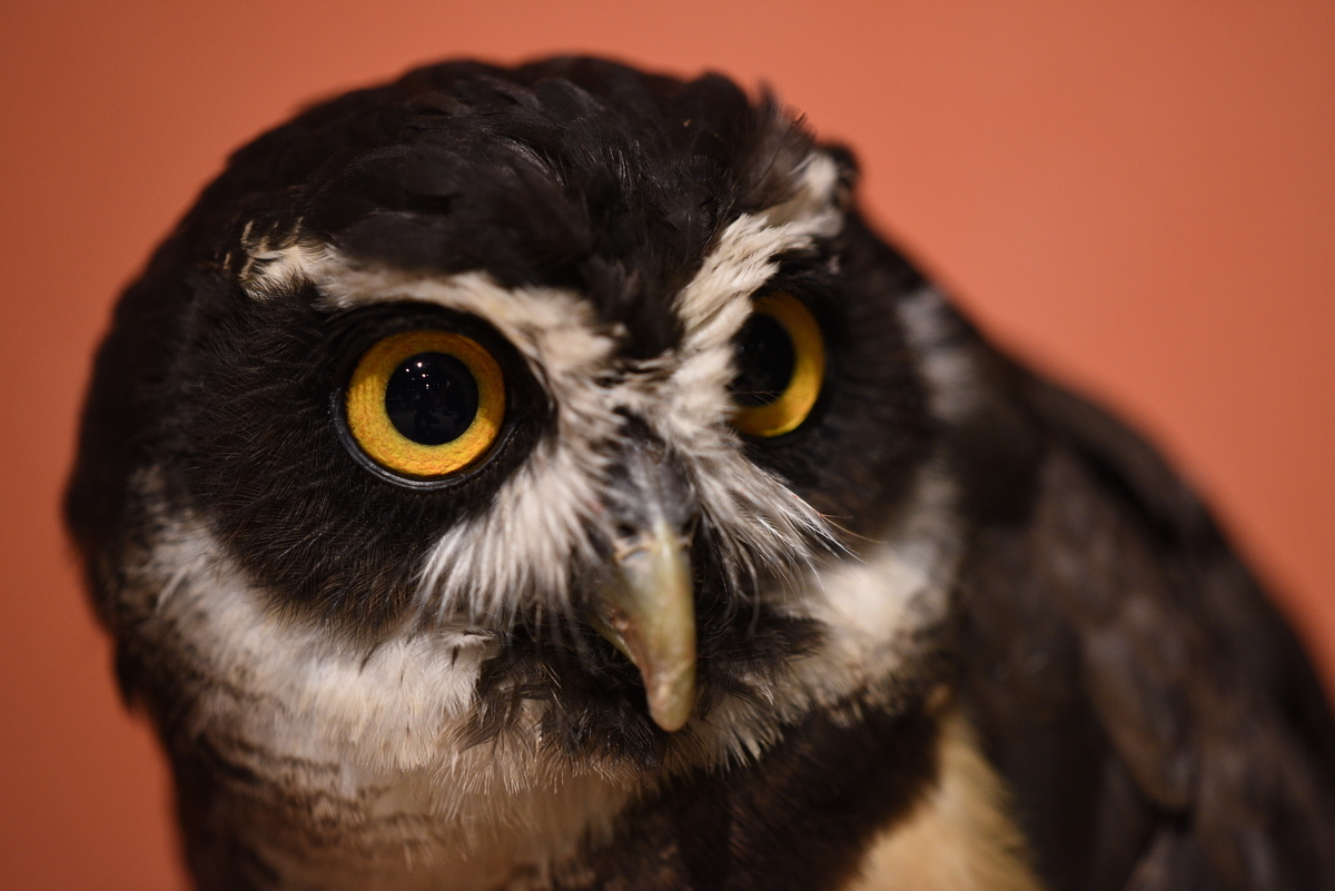 f:id:tatsumo77:20211209213215j:plain