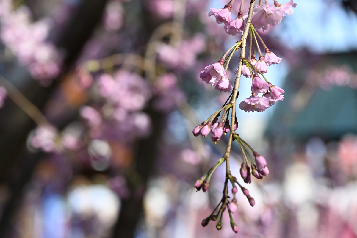 f:id:tatsumo77:20220410130524j:plain