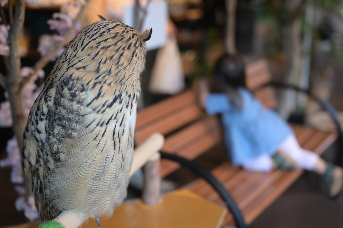 フクロウ shots その13 - Circulation - Camera