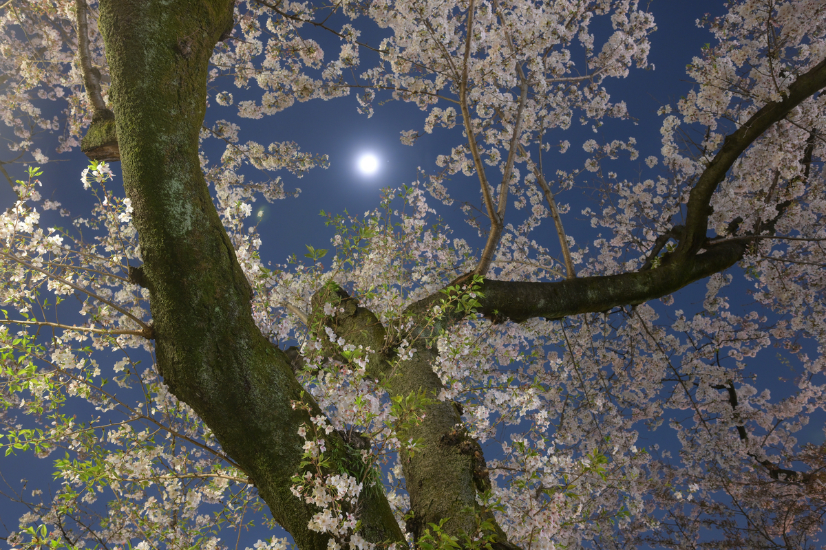 桜月夜 - Circulation - Camera