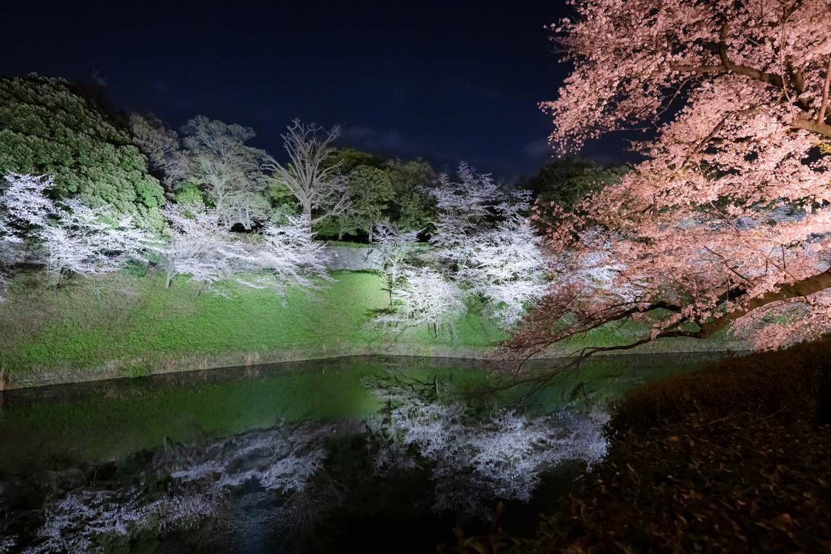 桜夜 桜月夜 - Circulation - Camera