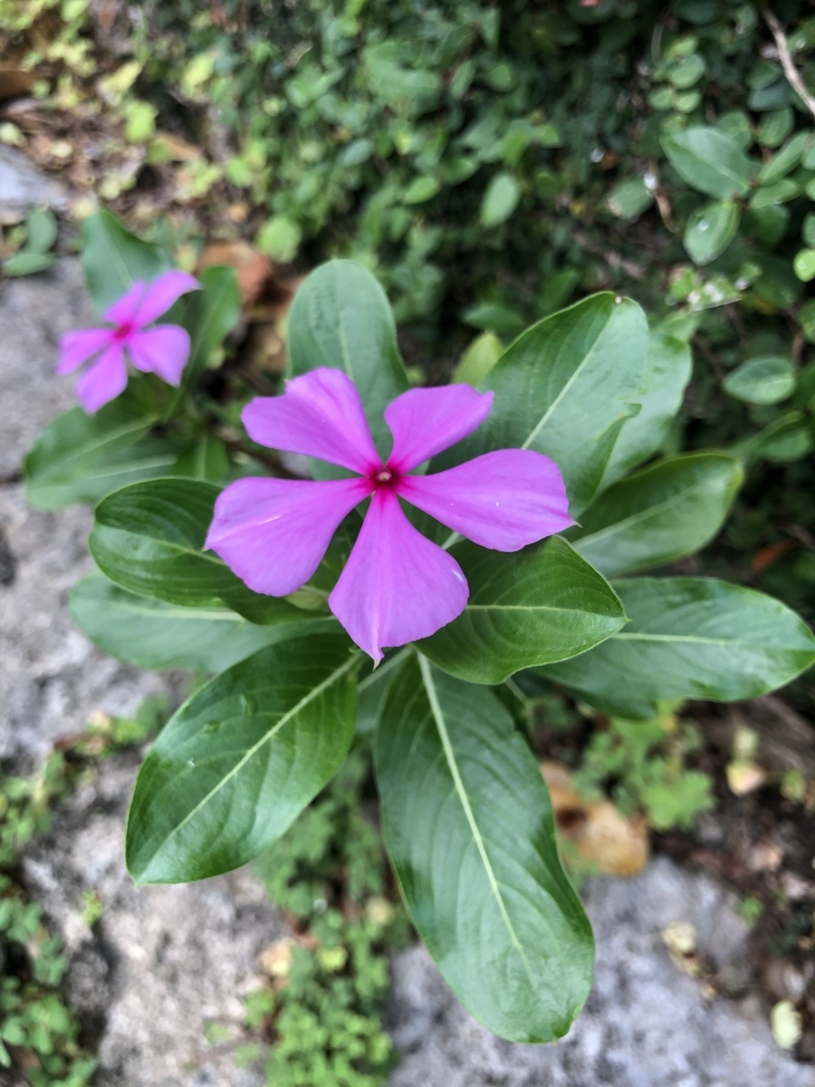 f:id:tatsunori-matsuda:20200607223833j:plain f:id:tatsunori-matsuda:20200607223833j:plain