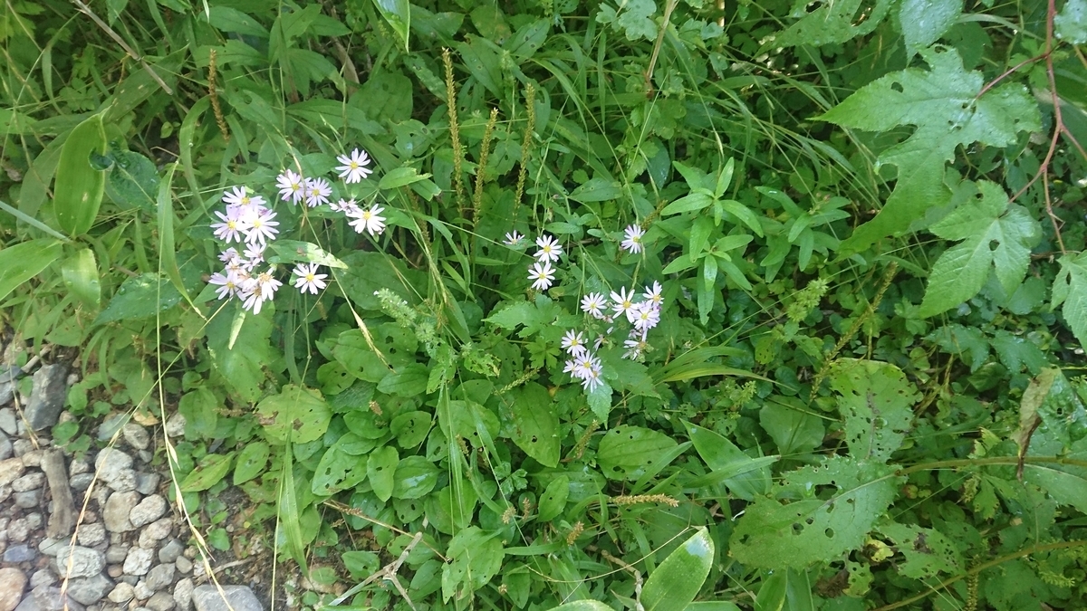 f:id:tatsurukun:20190908170956j:plain f:id:tatsurukun:20190908170956j:plain