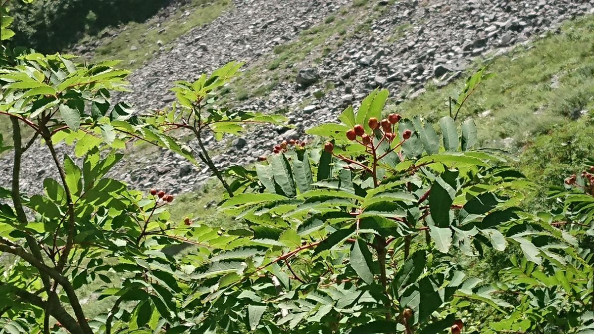 f:id:tatsurukun:20190908172545j:plain f:id:tatsurukun:20190908172545j:plain