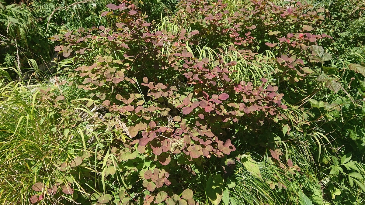 f:id:tatsurukun:20190908173527j:plain f:id:tatsurukun:20190908173527j:plain