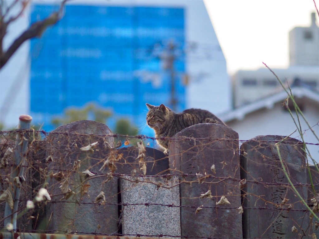 f:id:tatsuya1977:20170307095901j:image f:id:tatsuya1977:20170307095901j:image