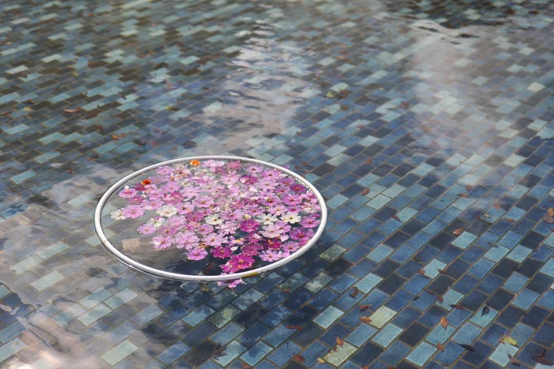 LUMIX S 50mm F1.8 で撮ったもの ※2023/10/9 更新 - ぷいろぐ