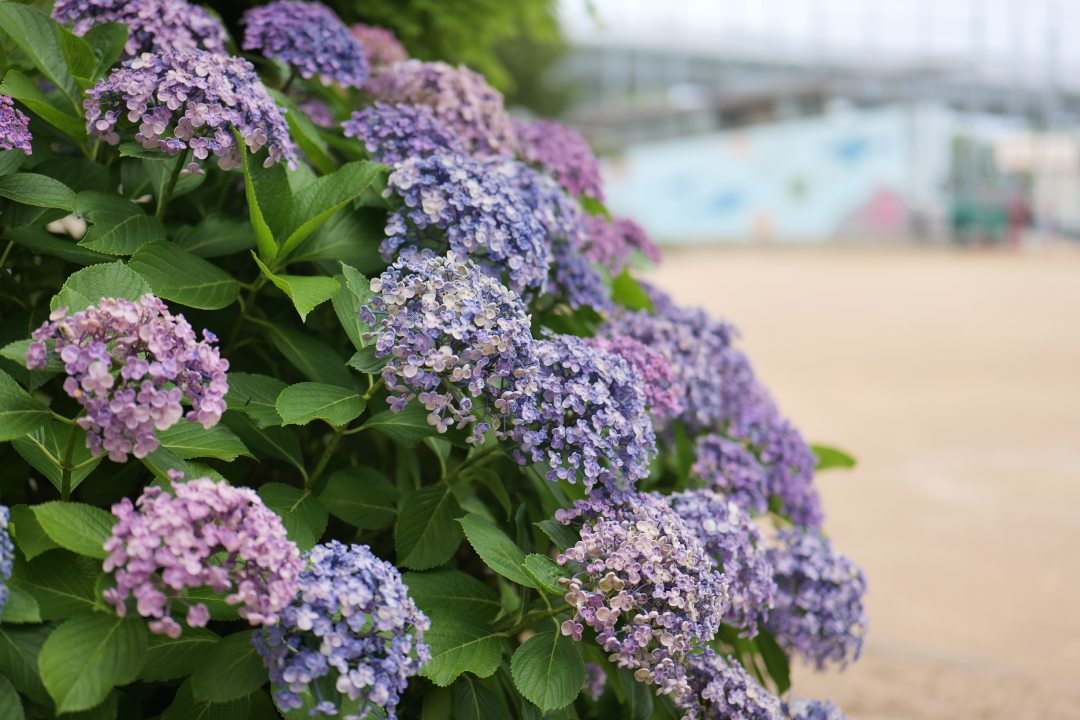 LUMIX S 50mm F1.8 で撮ったもの ※2023/10/9 更新 - ぷいろぐ