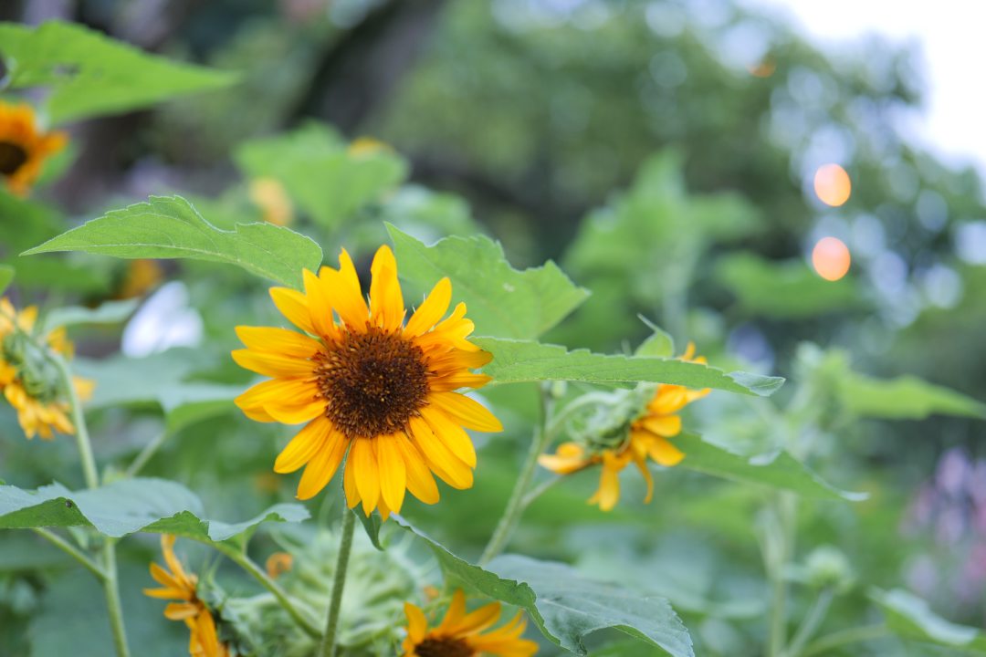 LUMIX S 50mm F1.8 で撮ったもの ※2023/10/9 更新 - ぷいろぐ