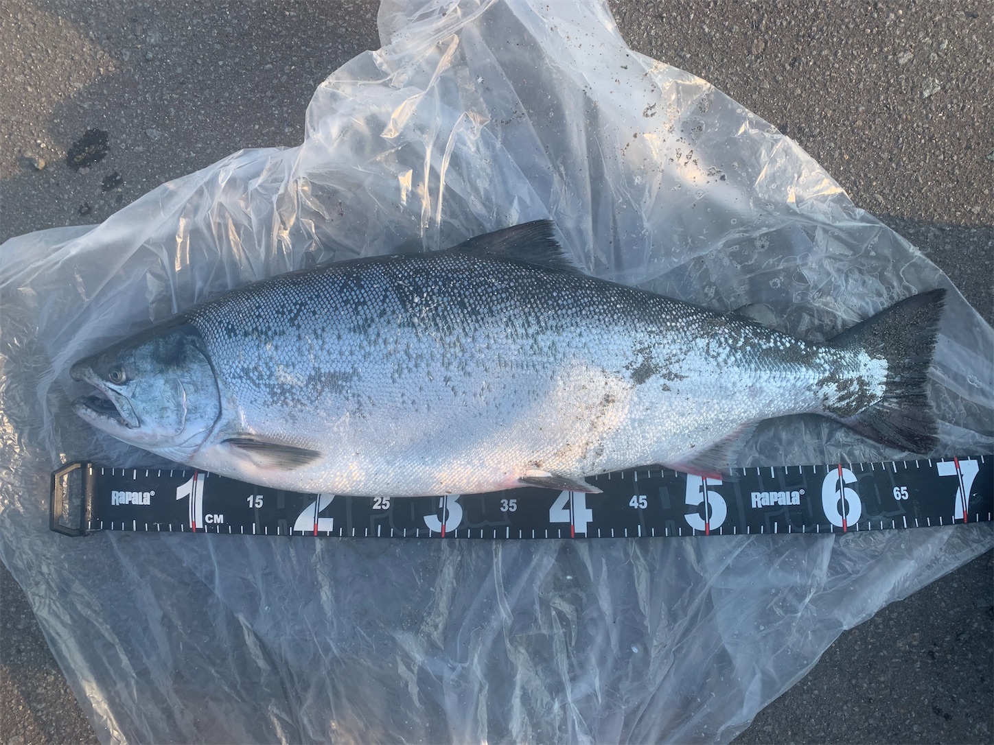 f:id:tatzro:20200419131533j:image